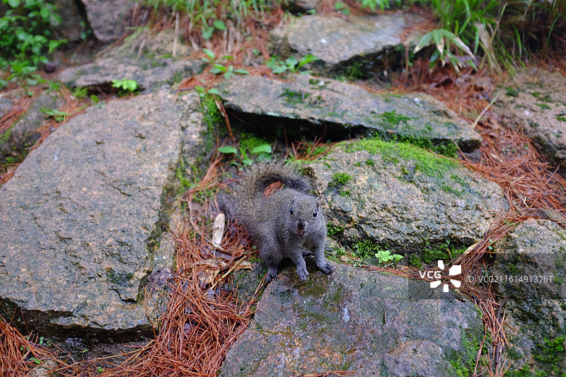 岩石上的松鼠特写镜头图片素材