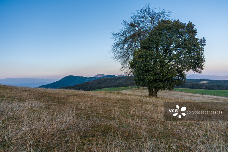 秋天昆明凤龙山独树与草原同框背景图片素材