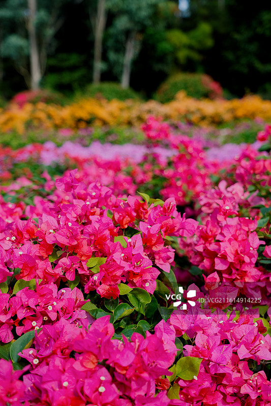 花卉鲜花 花团锦簇 深圳 杜鹃 美丽 自然 背景 素材 植物 鲜艳图片素材