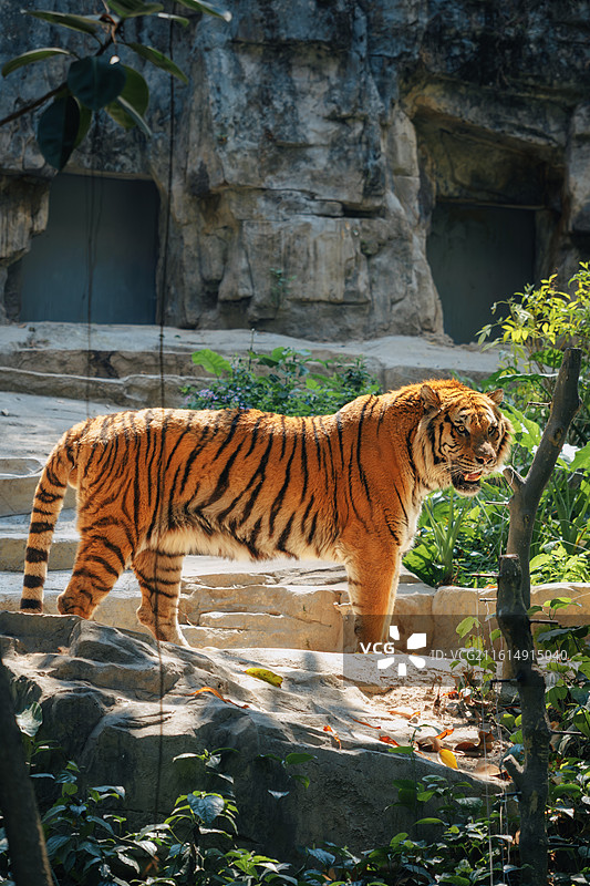 孟加拉虎-老虎图片素材