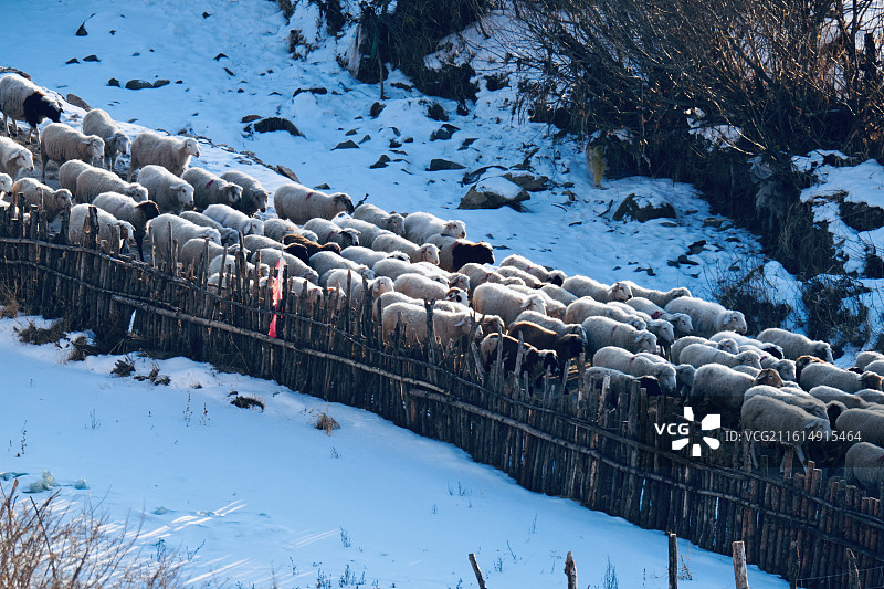 大寒 节气 内蒙古 雪地 冬天 羊群 行走 放养 牧羊图片素材