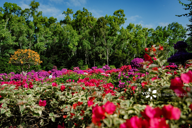 深圳莲花山公园 鲜花 花卉 杜鹃 美丽 清新 自然 背景 素材 鲜艳 花团锦簇 粤港澳大湾区图片素材