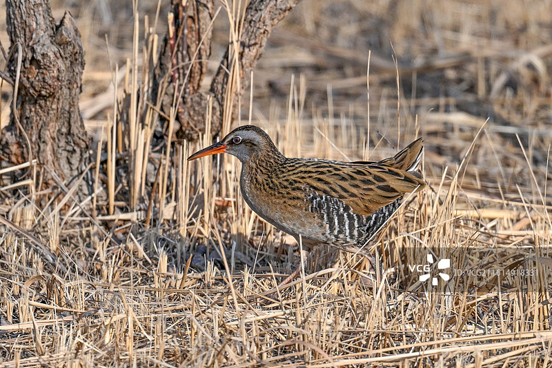 普通秧鸡图片素材