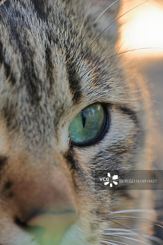 阳光下猫的眼睛的逆光特写图片素材