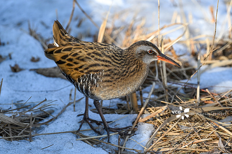 普通秧鸡图片素材