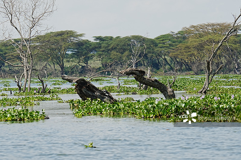 纳库鲁街景图片素材