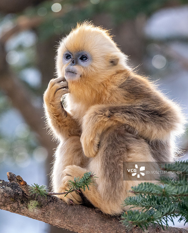 神农架金丝猴图片素材