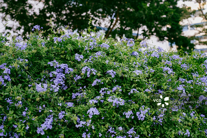 花卉鲜花 花团锦簇 深圳 杜鹃 美丽 自然 背景 素材 植物 鲜艳图片素材