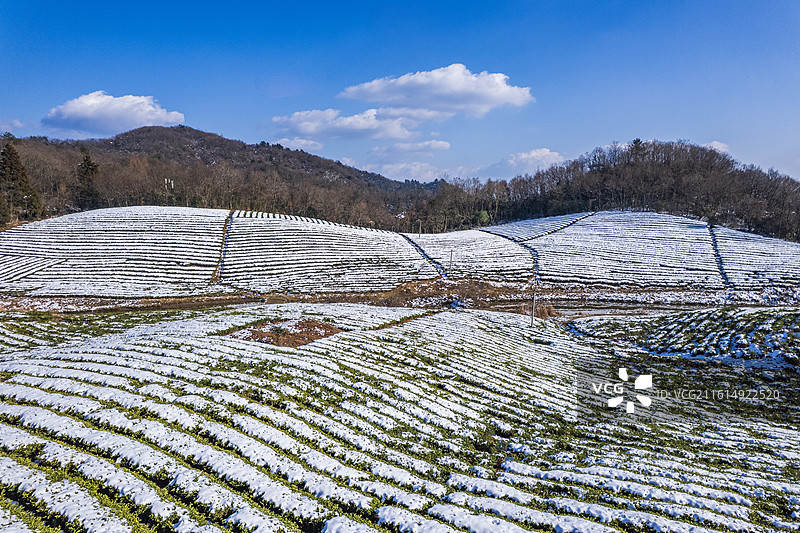 张家界天子山茶园 张家界天子御茶园图片素材