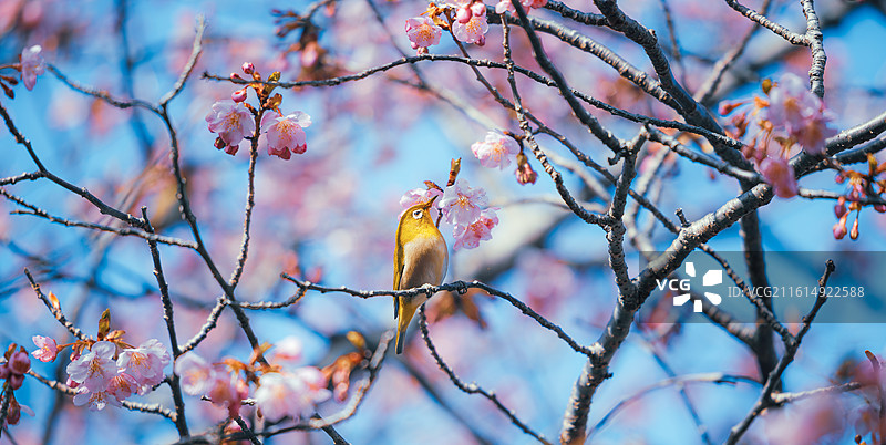 日本伊豆河津町，绣眼鸟栖息在盛开的河津樱枝头，蓝天映衬粉色花朵，捕捉早春鸟与花的和谐生态瞬间。图片素材