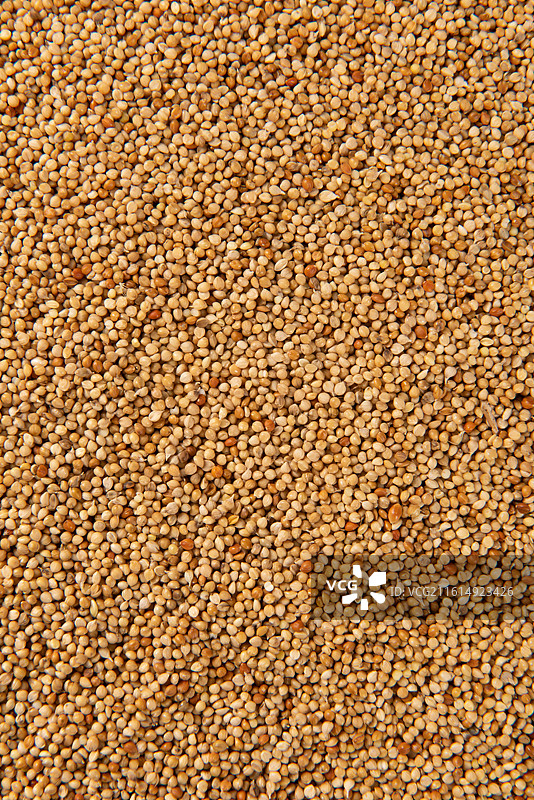 未去皮的谷子小米特写图片素材