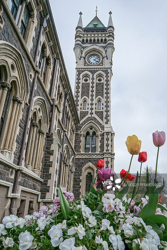 新西兰奥塔哥大学，钟楼建筑前的鲜花盛开图片素材