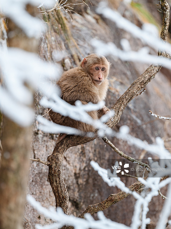 黄山大雪后活动的短尾猴图片素材
