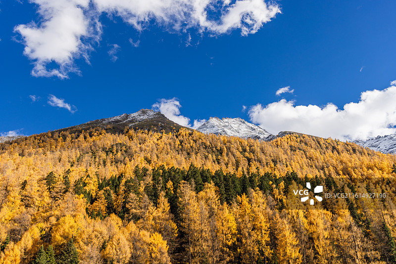 四川阿坝理小路大二普营地雪山秋景风光图片素材