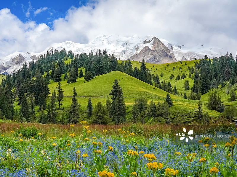 格聂花海图片素材