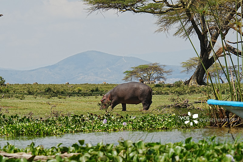 纳库鲁街景图片素材