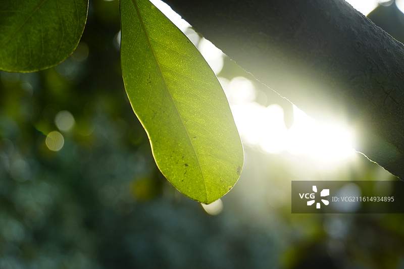 共青森林公园 森林中的绿叶图片素材