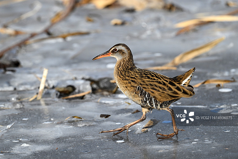 普通秧鸡图片素材