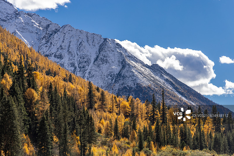 四川阿坝理小路大二普营地雪山秋景风光图片素材