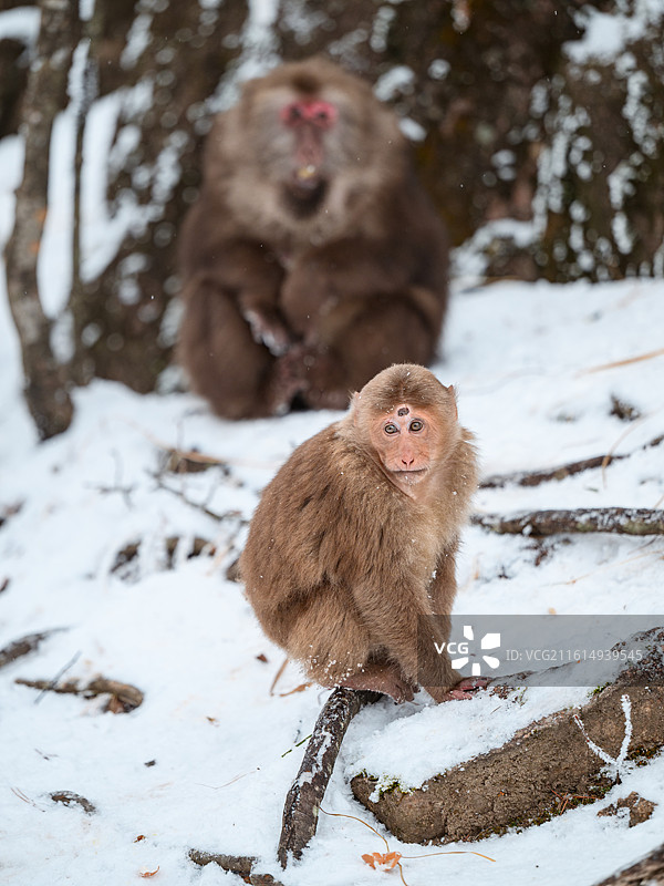 黄山雪地中的猴子图片素材