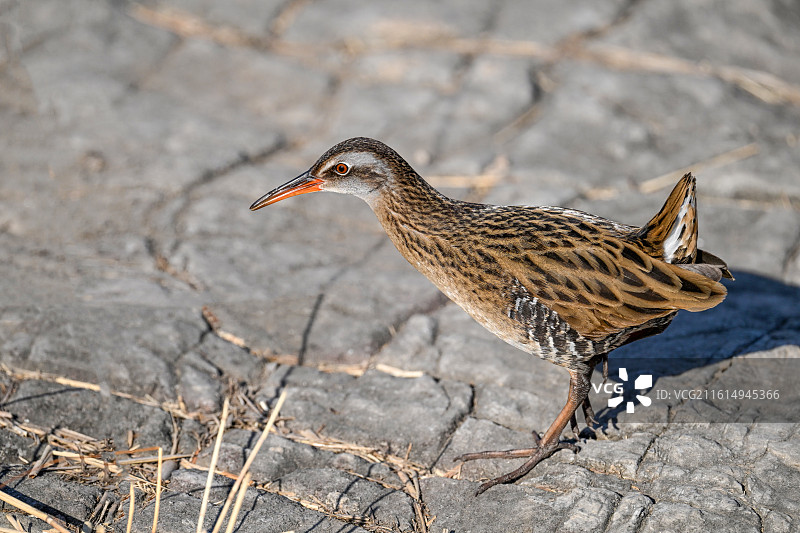 普通秧鸡图片素材