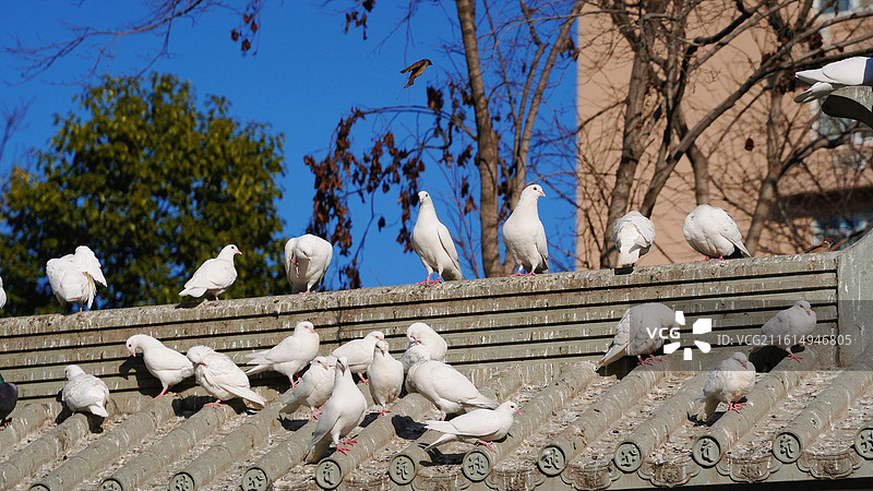 大兴善寺鸽子图片素材