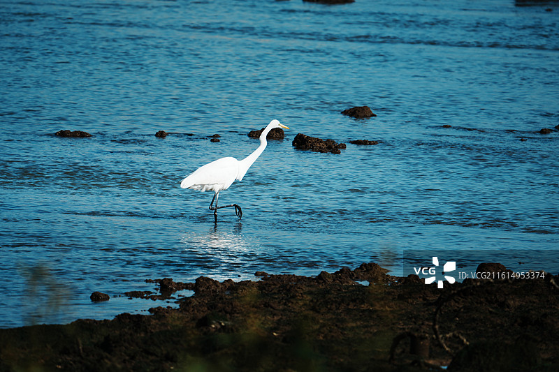 豪江上的白鹭  横琴华发商都，对面澳门图片素材
