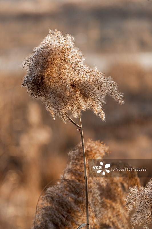 芦苇图片素材