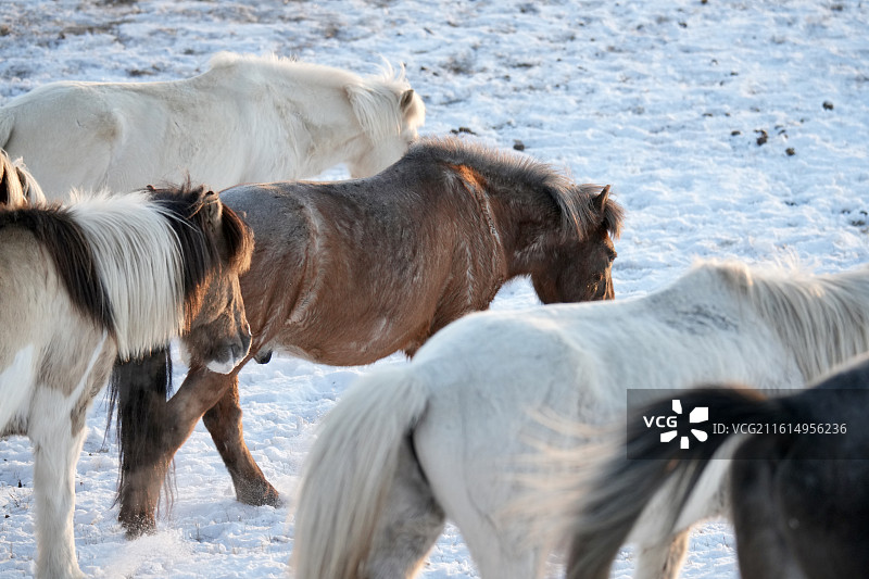马年 奔马 背影 屁股 尾巴 马尾 马屁股图片素材