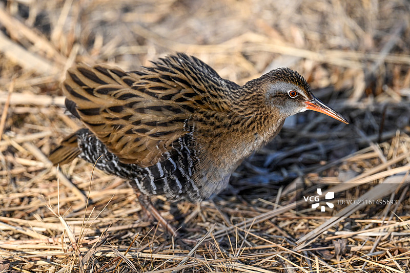 普通秧鸡图片素材