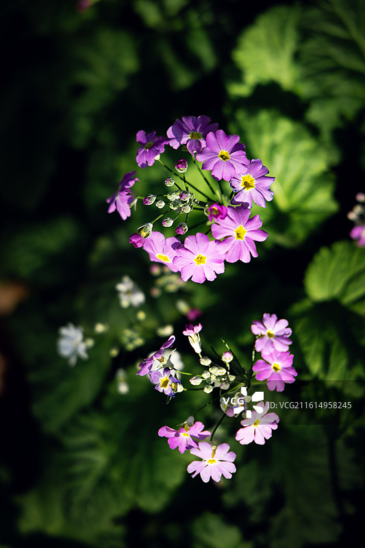报春花图片素材