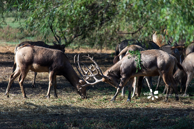 麋鹿图片素材