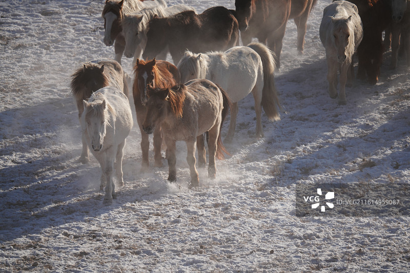 马群 跑 烟尘 雪 阳光 马天 气势 竞争 冬天 大寒 草原 风景图片素材