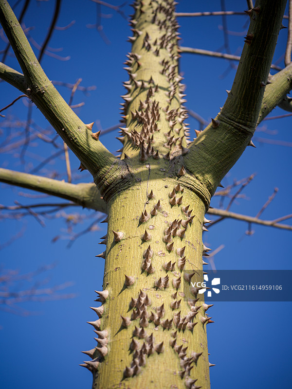 福建省厦门市马銮湾双溪湿地公园的带刺树干图片素材