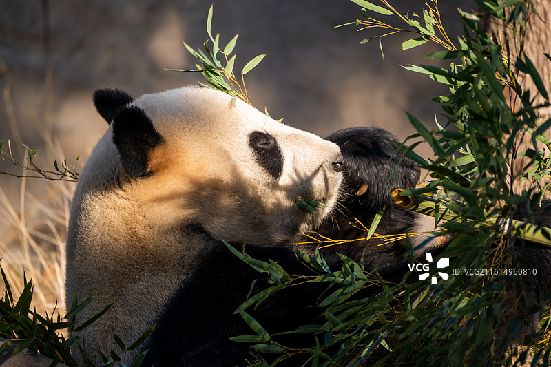 熊猫康康图片素材