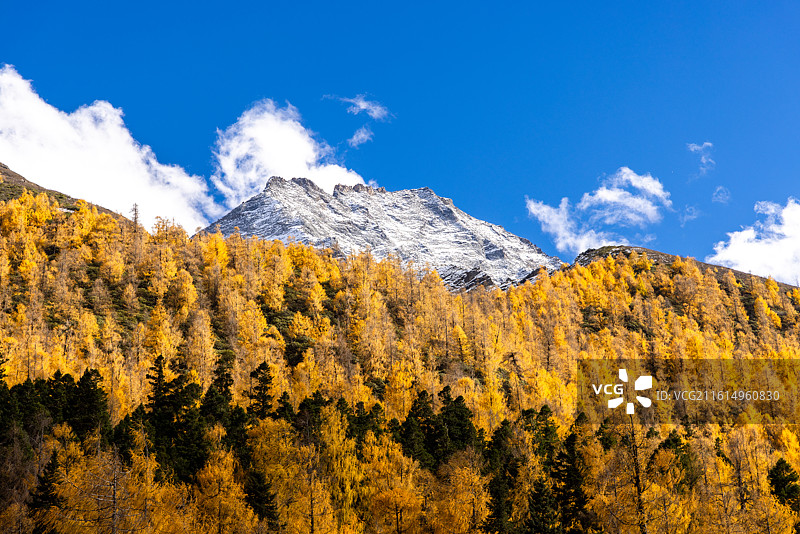 四川阿坝理小路大二普营地雪山秋景风光图片素材