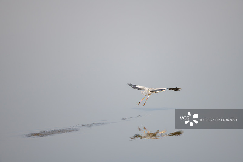 九江市永修县吴城镇朱市湖观鸟点一组苍鹭点水滑翔的飞版图片素材