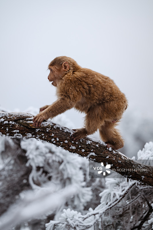 黄山大雪后活动的短尾猴图片素材