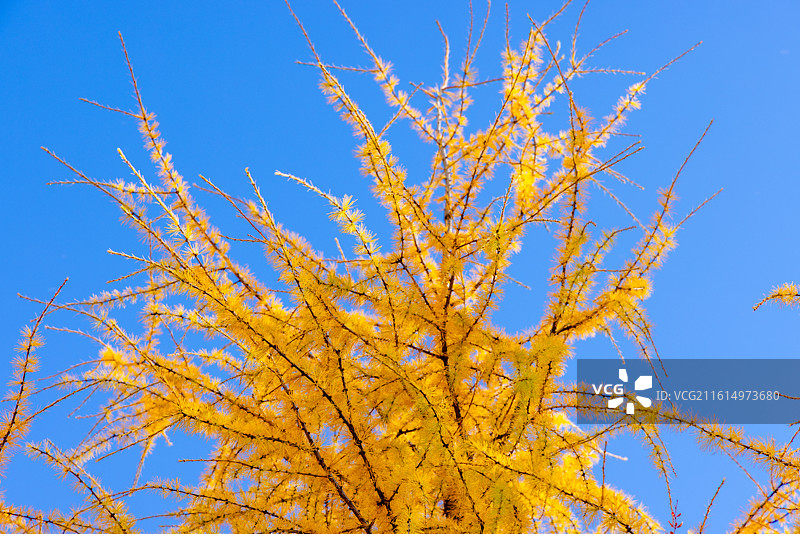 四川阿坝理小路大二普营地的树木树林与蓝天白云图片素材