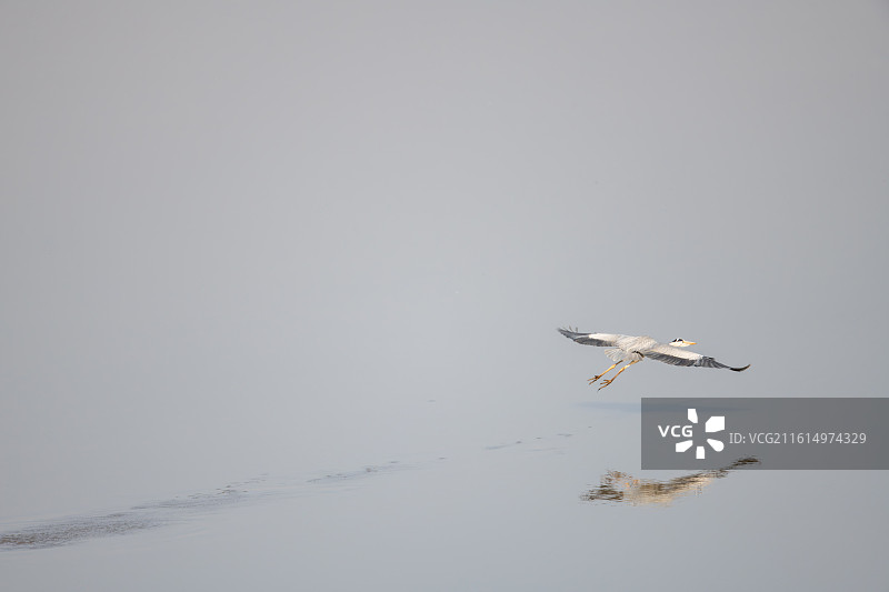 九江市永修县吴城镇朱市湖观鸟点一组苍鹭点水滑翔的飞版图片素材