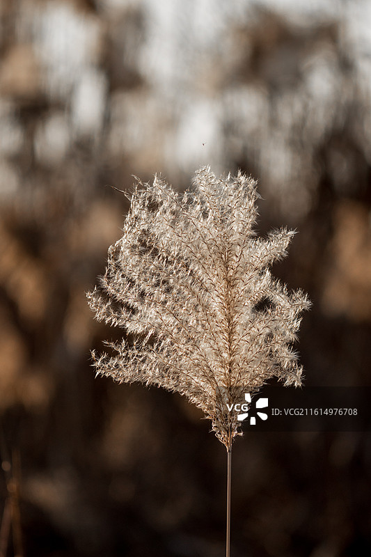 芦苇图片素材