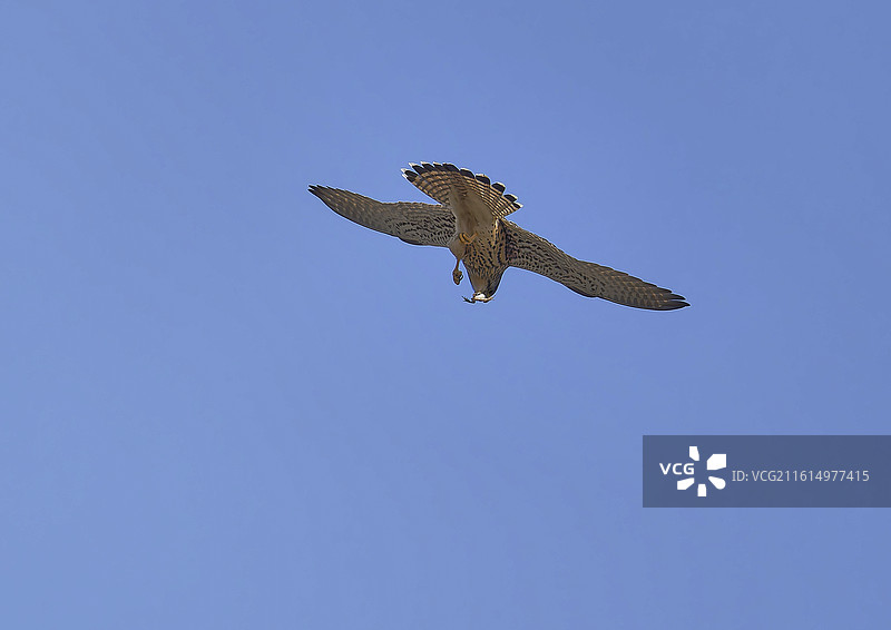 隼爪悬蛙图片素材