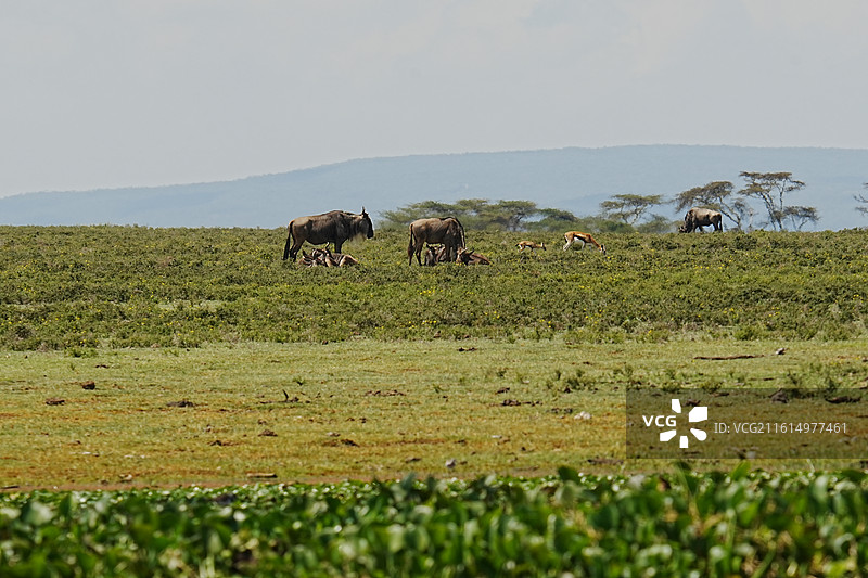 纳库鲁街景图片素材