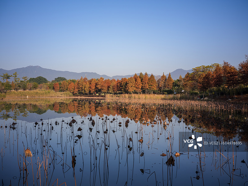 福建省厦门市马銮湾双溪湿地公园景观图片素材