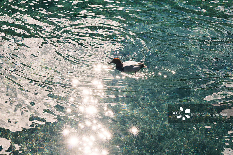 阳光照射在水面上，波光粼粼，闪烁着点点星芒图片素材