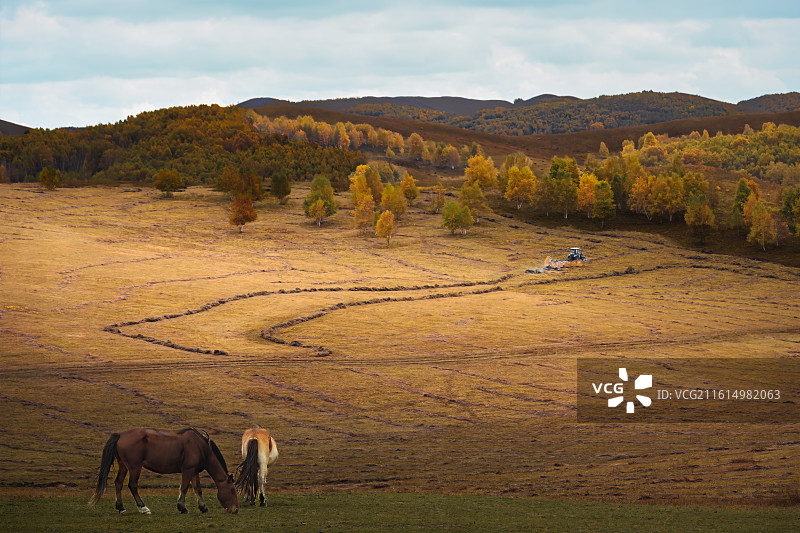 牧场~乌兰布统的马图片素材