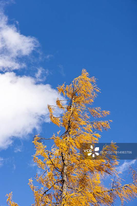 四川阿坝理小路大二普营地的树木树林与蓝天白云图片素材