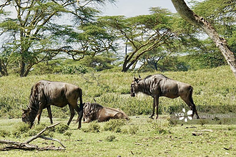 纳库鲁街景图片素材