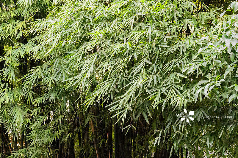 成都青羊宫的竹子图片素材