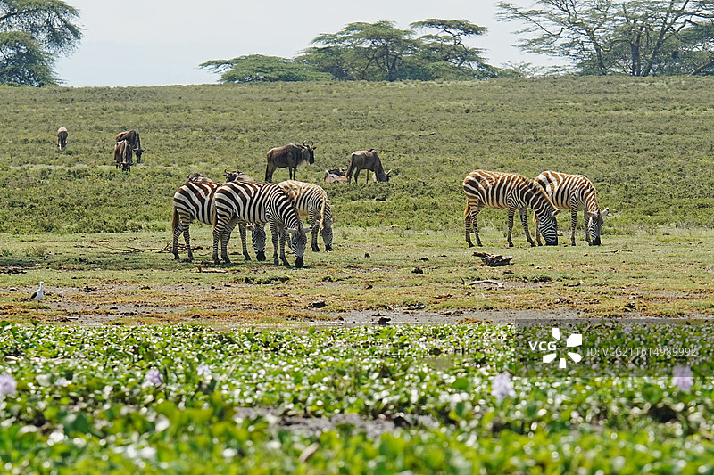 纳库鲁街景图片素材
